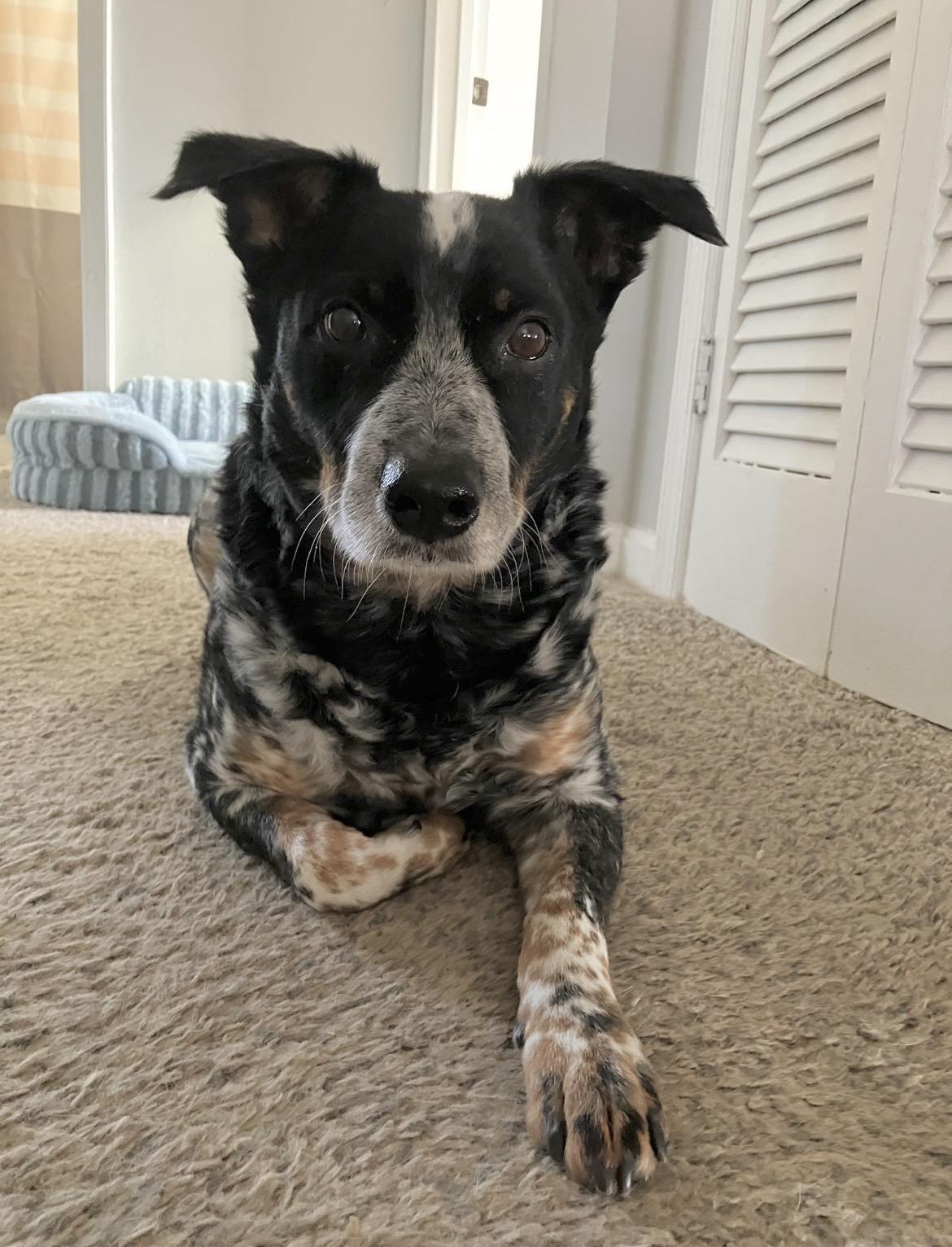 Enlarge Garfy, a Adoptable mixed breed in Glen Burnie, MD image 6/6