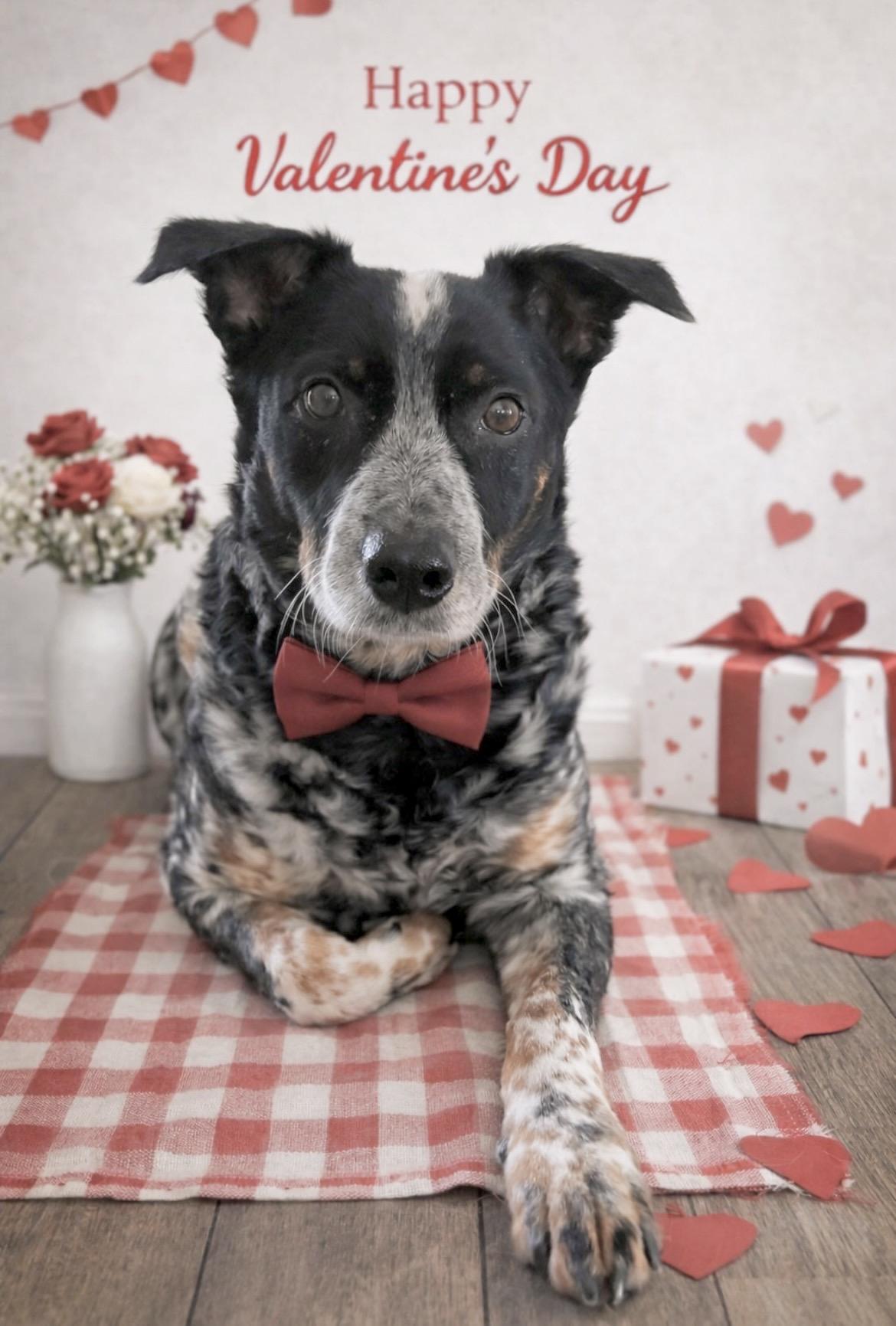 Enlarge Garfy, a Adoptable mixed breed in Glen Burnie, MD image 2/6