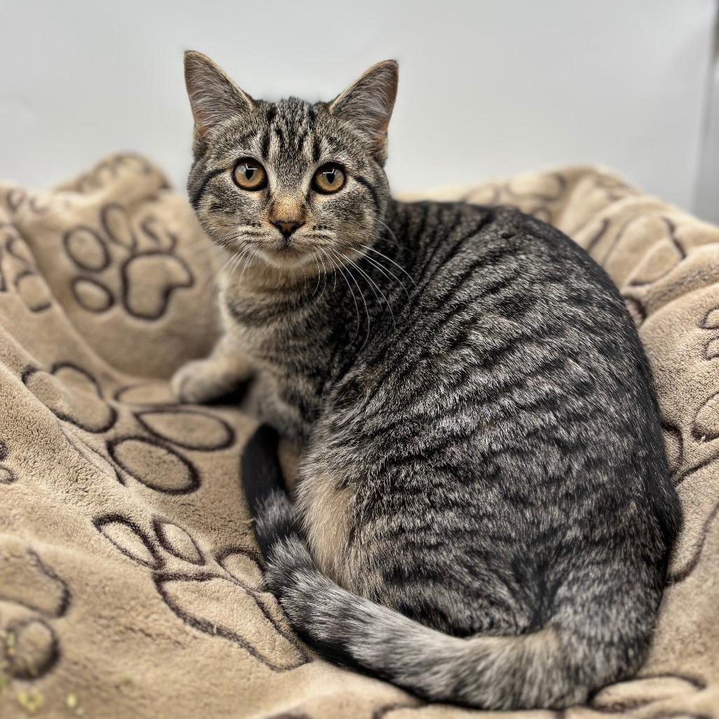 Enlarge Mohawk--In Foster, a Adoptable Domestic Short Hair in Fargo, ND image 1/1