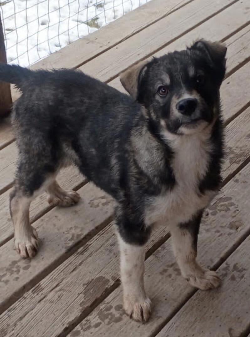 Enlarge Benny, a ADOPTABLE mixed breed in Calgary, AB image 3/6