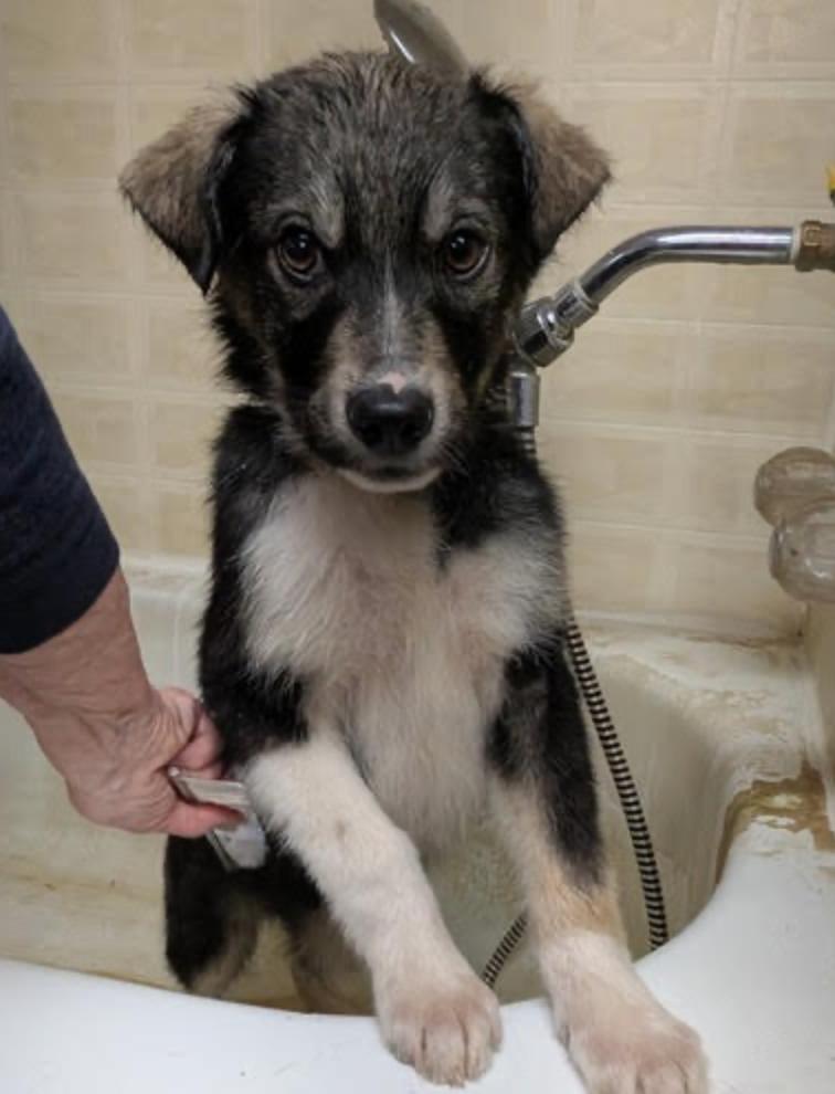 Enlarge Benny, a ADOPTABLE mixed breed in Calgary, AB image 5/6