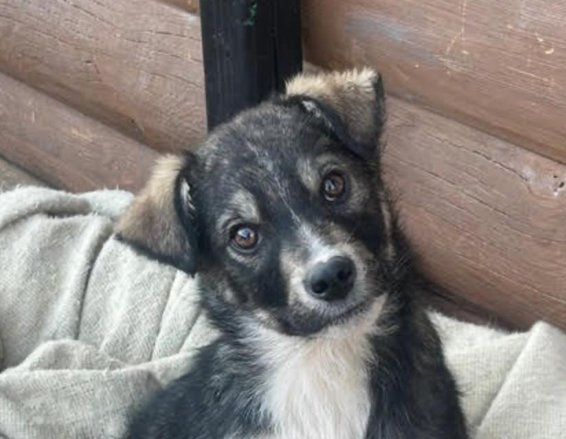 Enlarge Benny, a ADOPTABLE mixed breed in Calgary, AB image 2/6