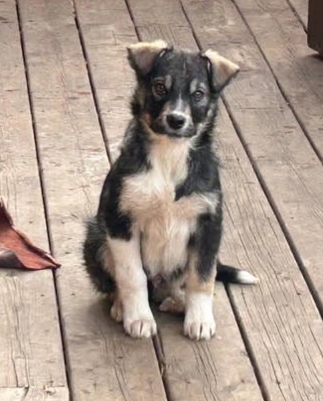 Benny, ADOPTABLE, Young Male Shepherd & Great Pyrenees.