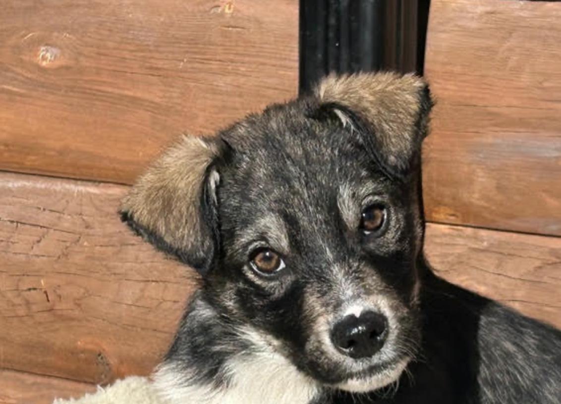 Enlarge Benny, a ADOPTABLE mixed breed in Calgary, AB image 6/6