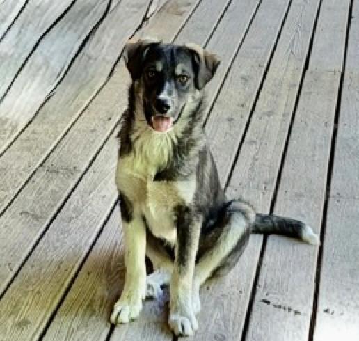 Enlarge Benny, a ADOPTABLE mixed breed in Calgary, AB image 1/6