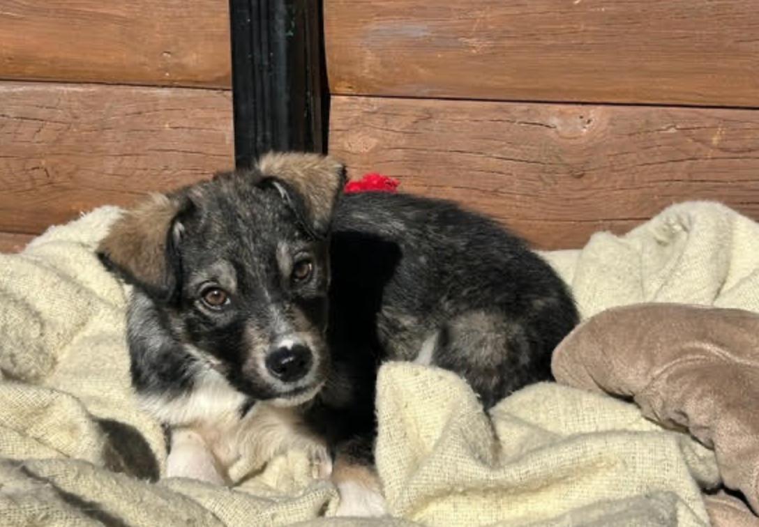 Enlarge Benny, a ADOPTABLE mixed breed in Calgary, AB image 4/6