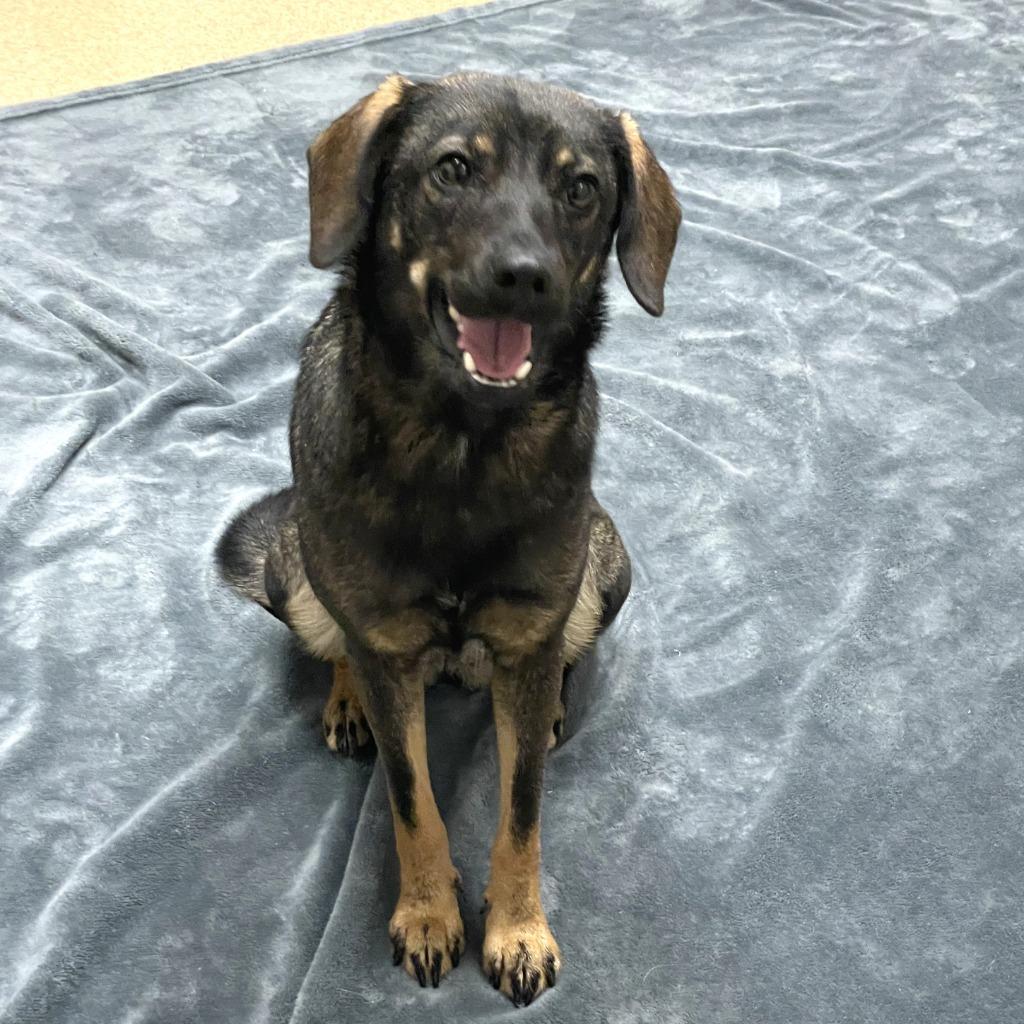 Enlarge Ashley, a Adoptable mixed breed in Brenham, TX image 2/6