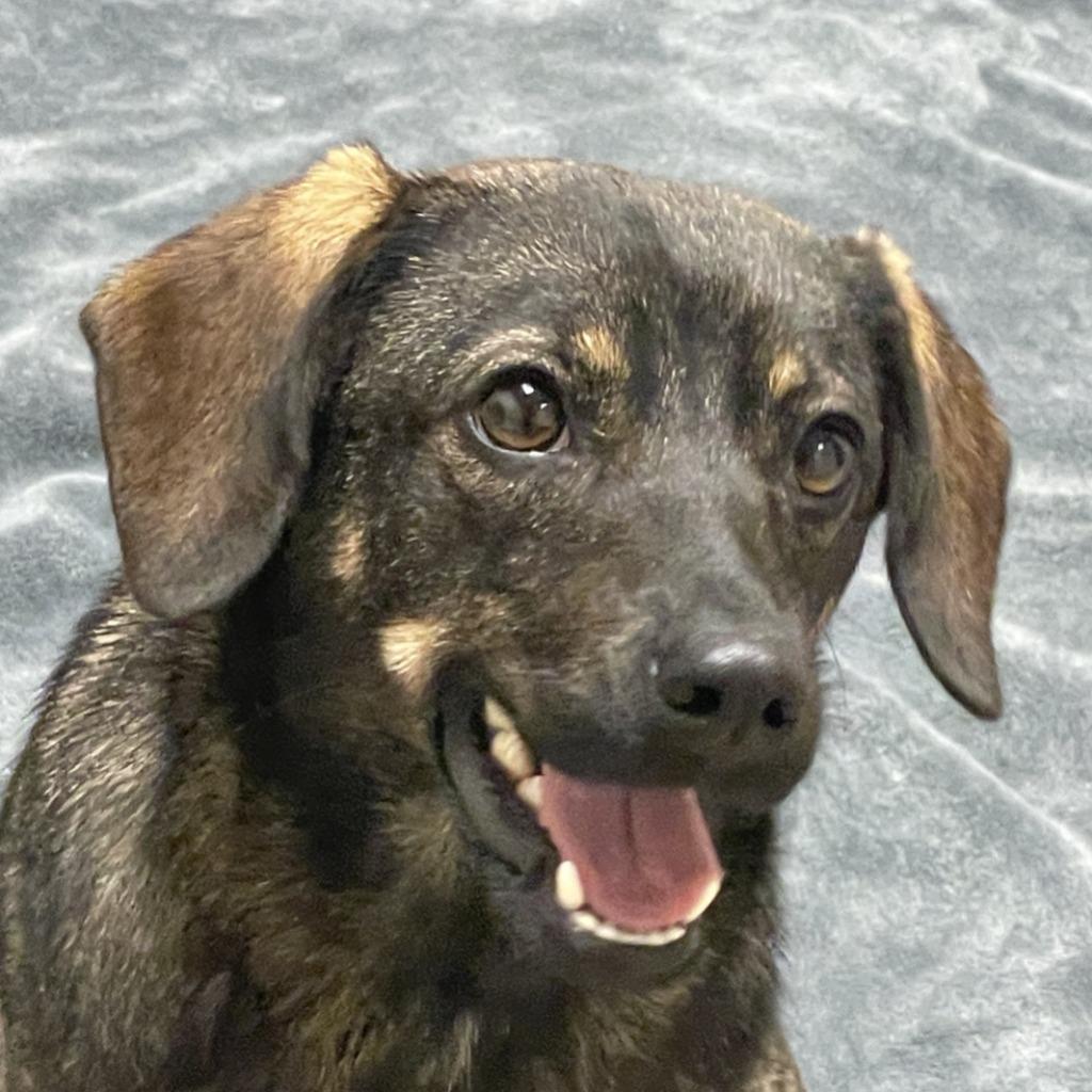 Enlarge Ashley, a Adoptable mixed breed in Brenham, TX image 1/6