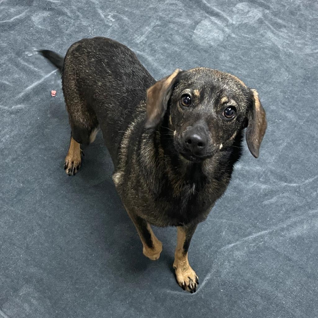 Enlarge Ashley, a Adoptable mixed breed in Brenham, TX image 3/6