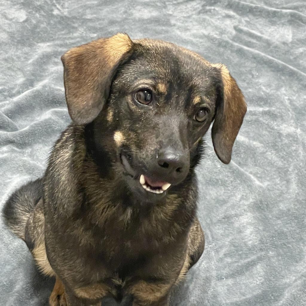 Enlarge Ashley, a Adoptable mixed breed in Brenham, TX image 4/6