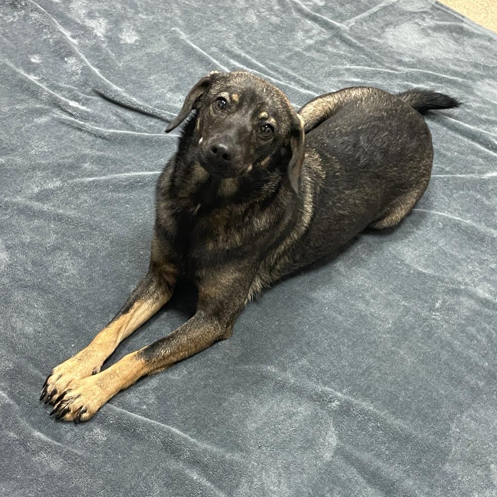 Enlarge Ashley, a Adoptable mixed breed in Brenham, TX image 5/6