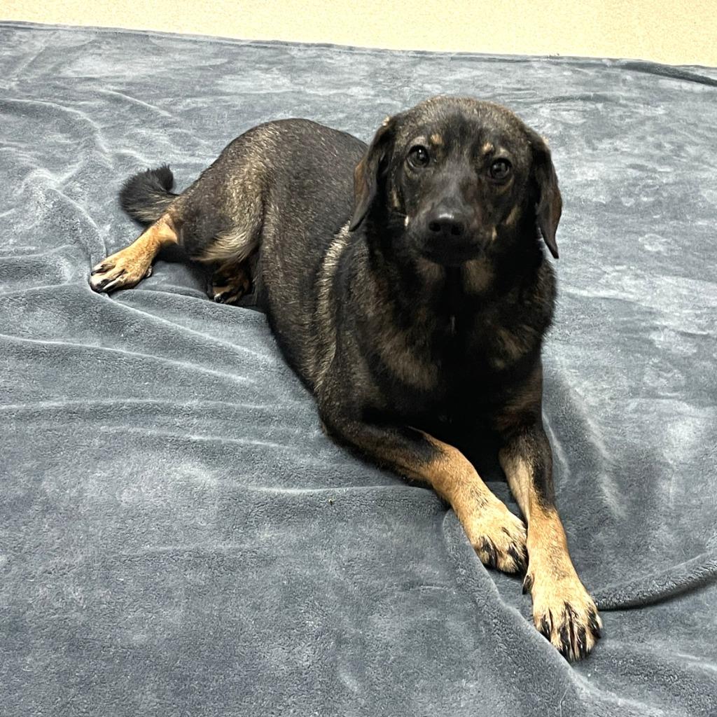 Enlarge Ashley, a Adoptable mixed breed in Brenham, TX image 6/6