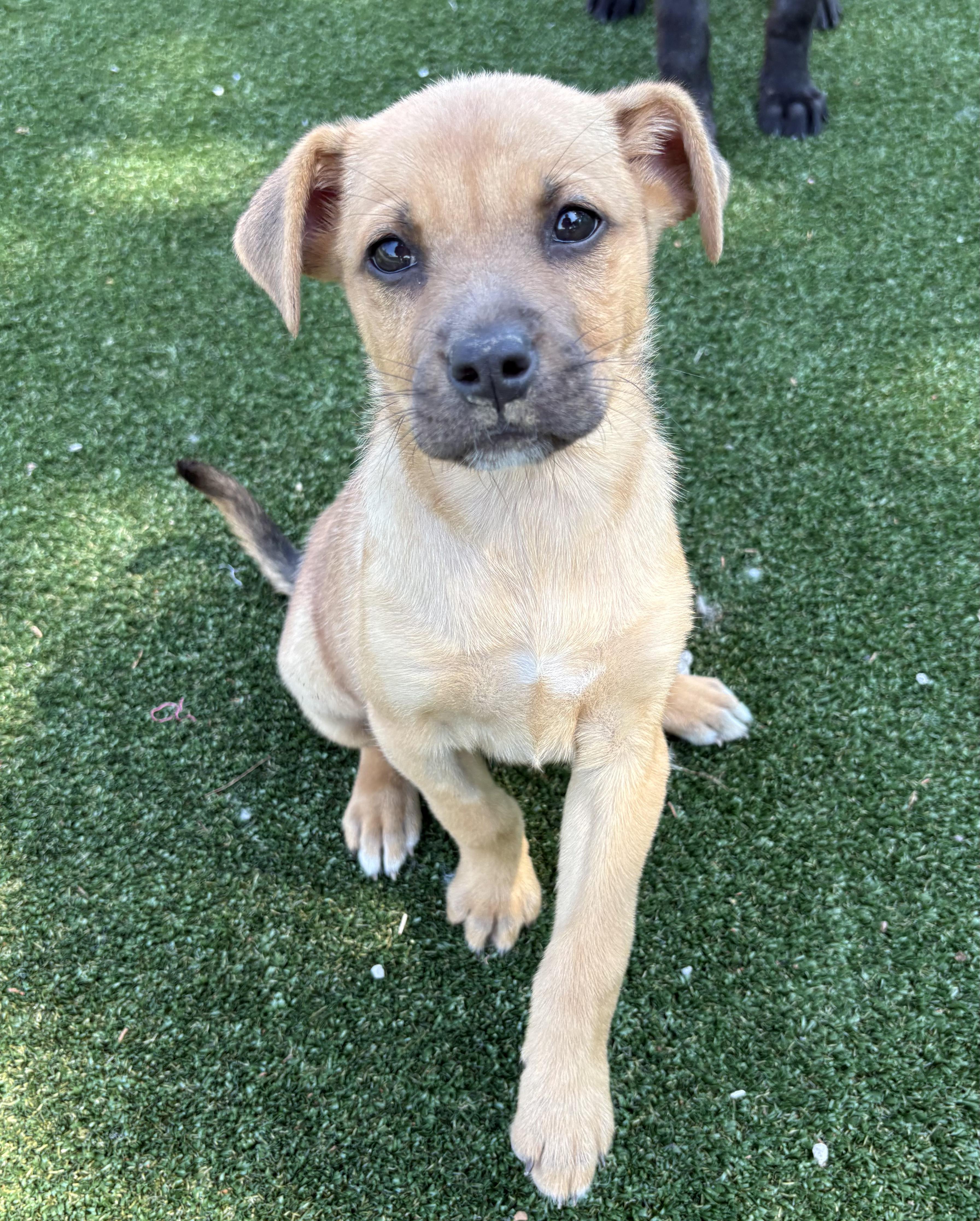 Dali, a ADOPTABLE mixed breed in Gallatin, TN image 1/4