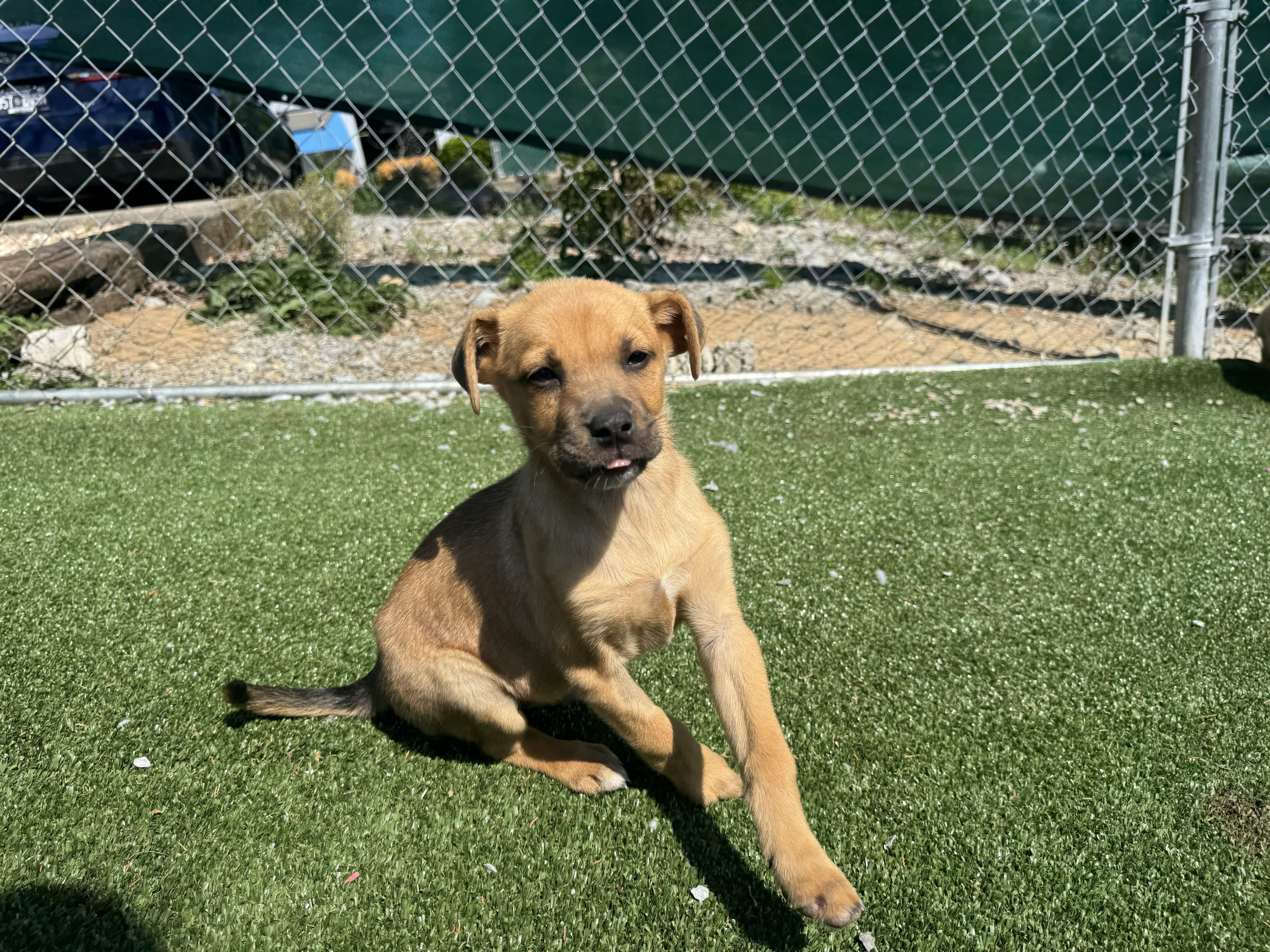 Dali, a ADOPTABLE mixed breed in Gallatin, TN image 2/4