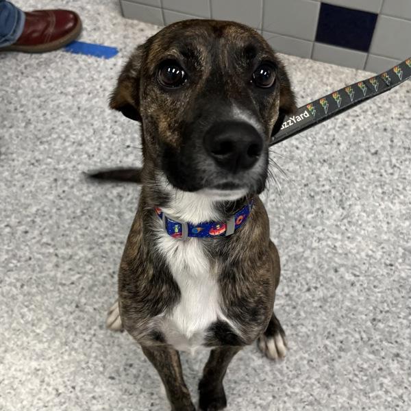 Enlarge Pongo, a Adoptable mixed breed in Des Moines, IA image 1/1
