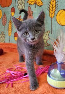 Pinkie Pie, Adoptable, Young Female Domestic Short Hair.