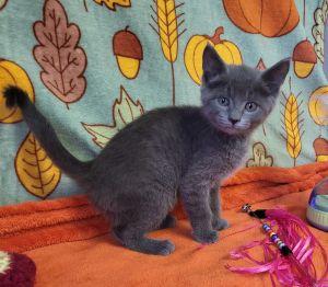 Enlarge Pinkie Pie, a Adoptable Domestic Short Hair in Bucyrus, OH image 3/3