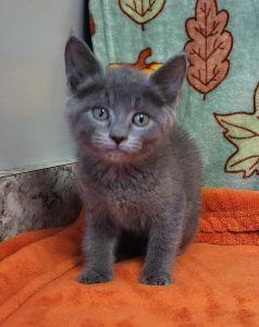 Enlarge Pinkie Pie, a Adoptable Domestic Short Hair in Bucyrus, OH image 2/3