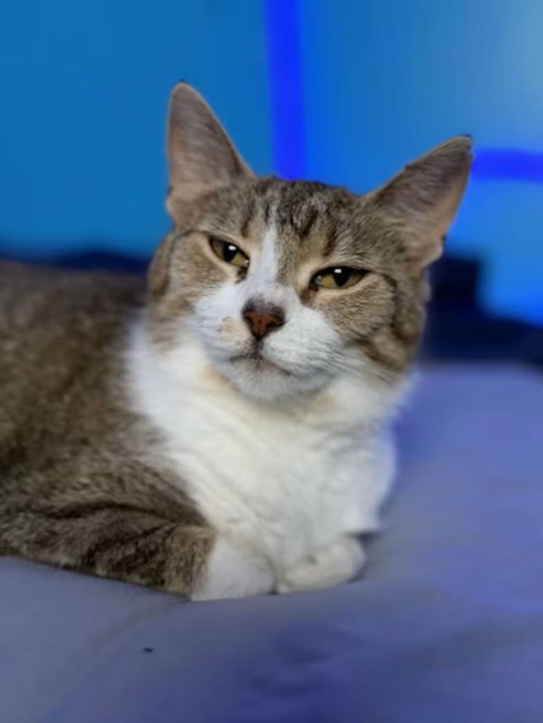 Georgie, Adoptable, Adult Female Domestic Short Hair.