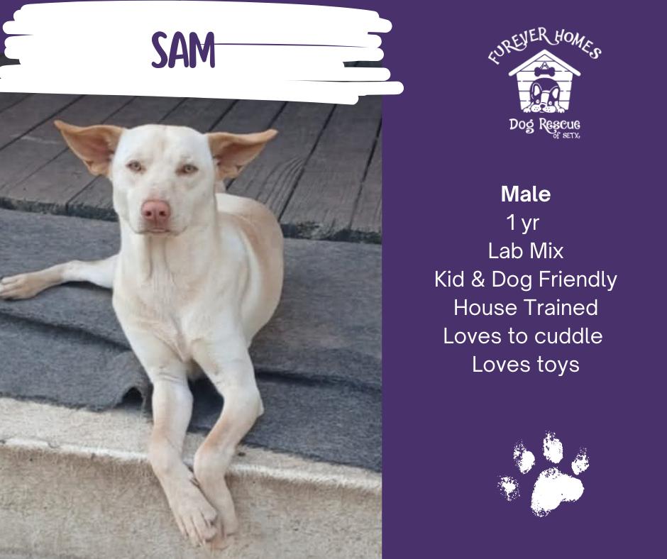 Sam, Adoptable, Puppy Male Labrador Retriever & Husky.