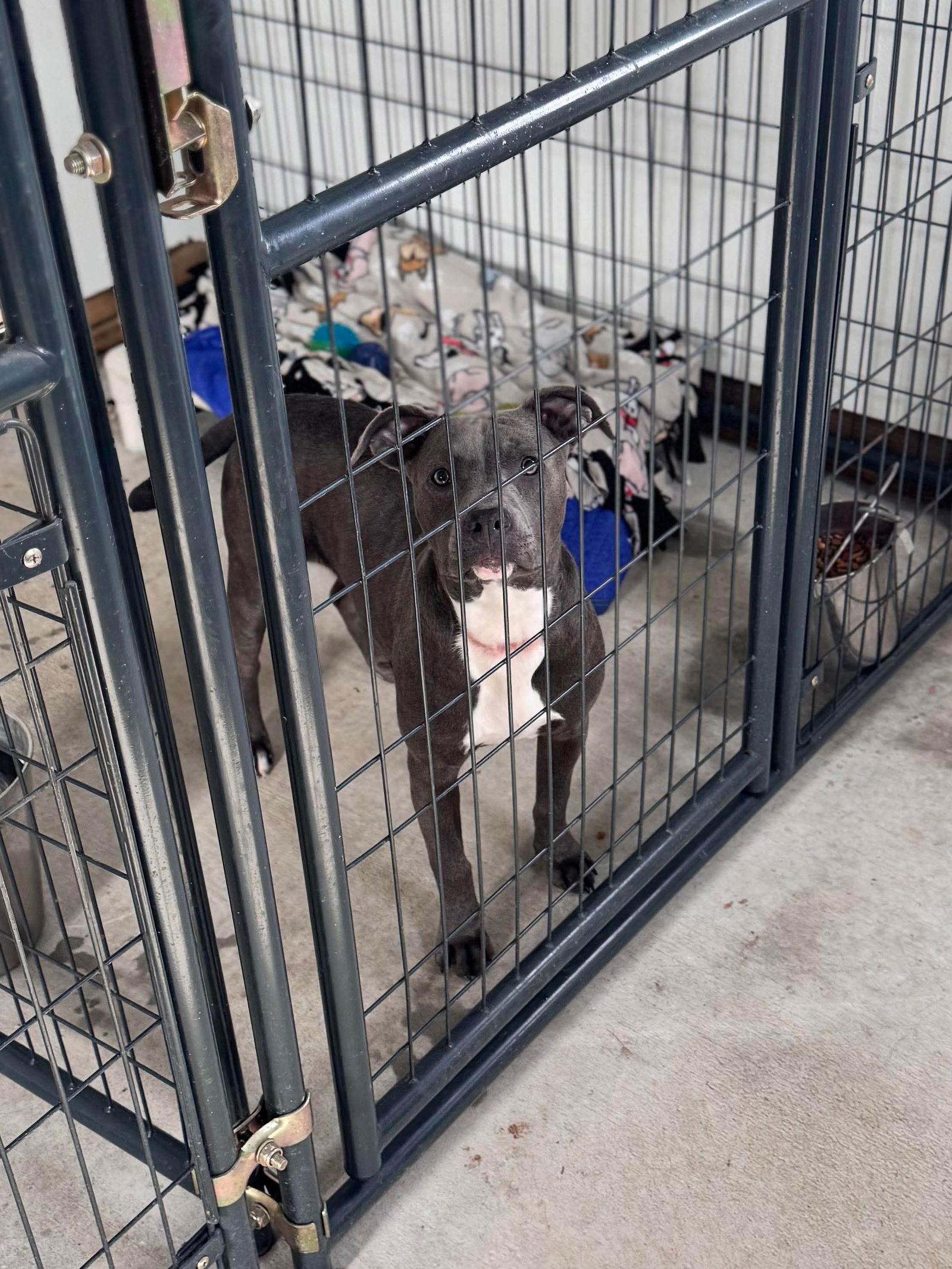 Athena, Adopted, Young Female Pit Bull Terrier.