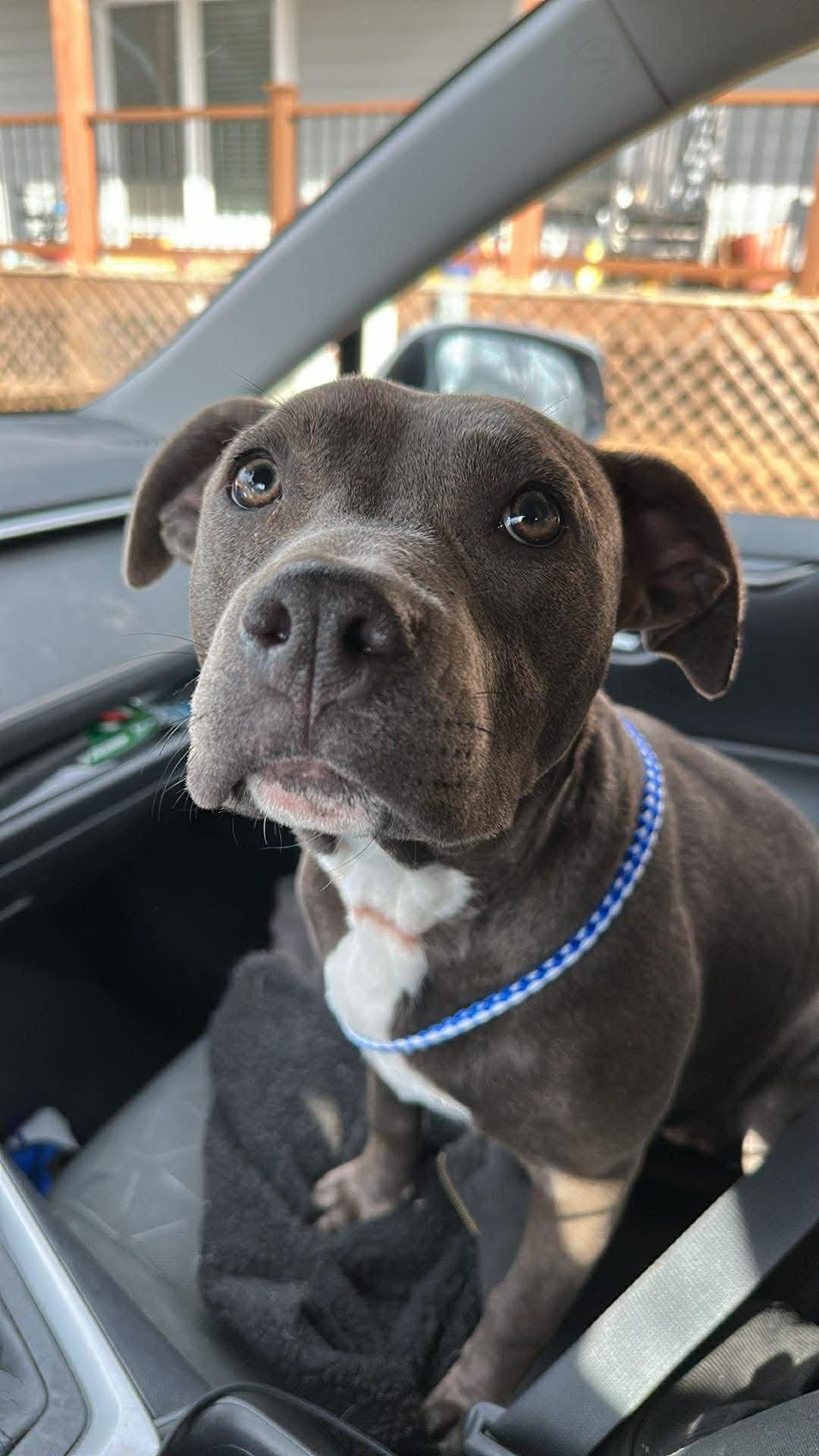 Enlarge Athena, a Adopted Pit Bull Terrier in Stover, MO image 2/2