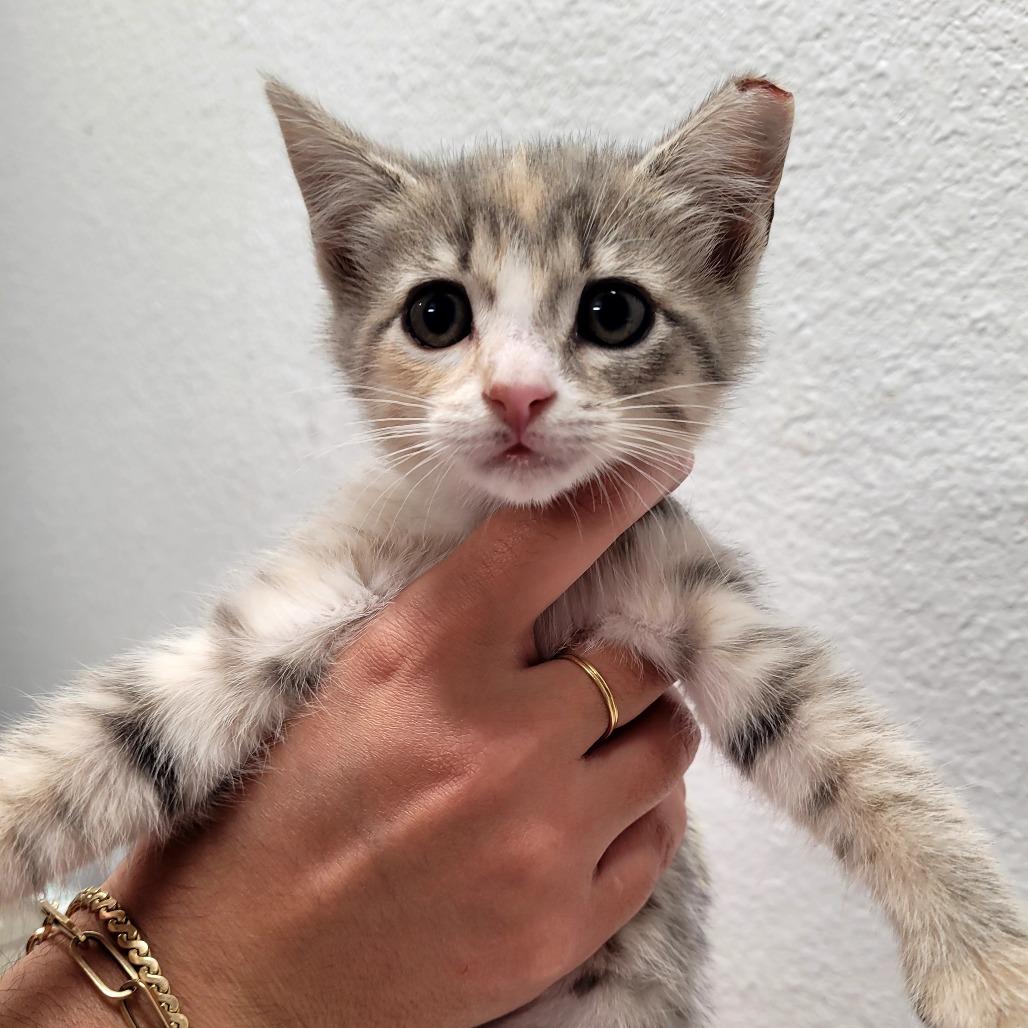 Frost, a Adoptable Domestic Short Hair in Allyn, WA image 1/3
