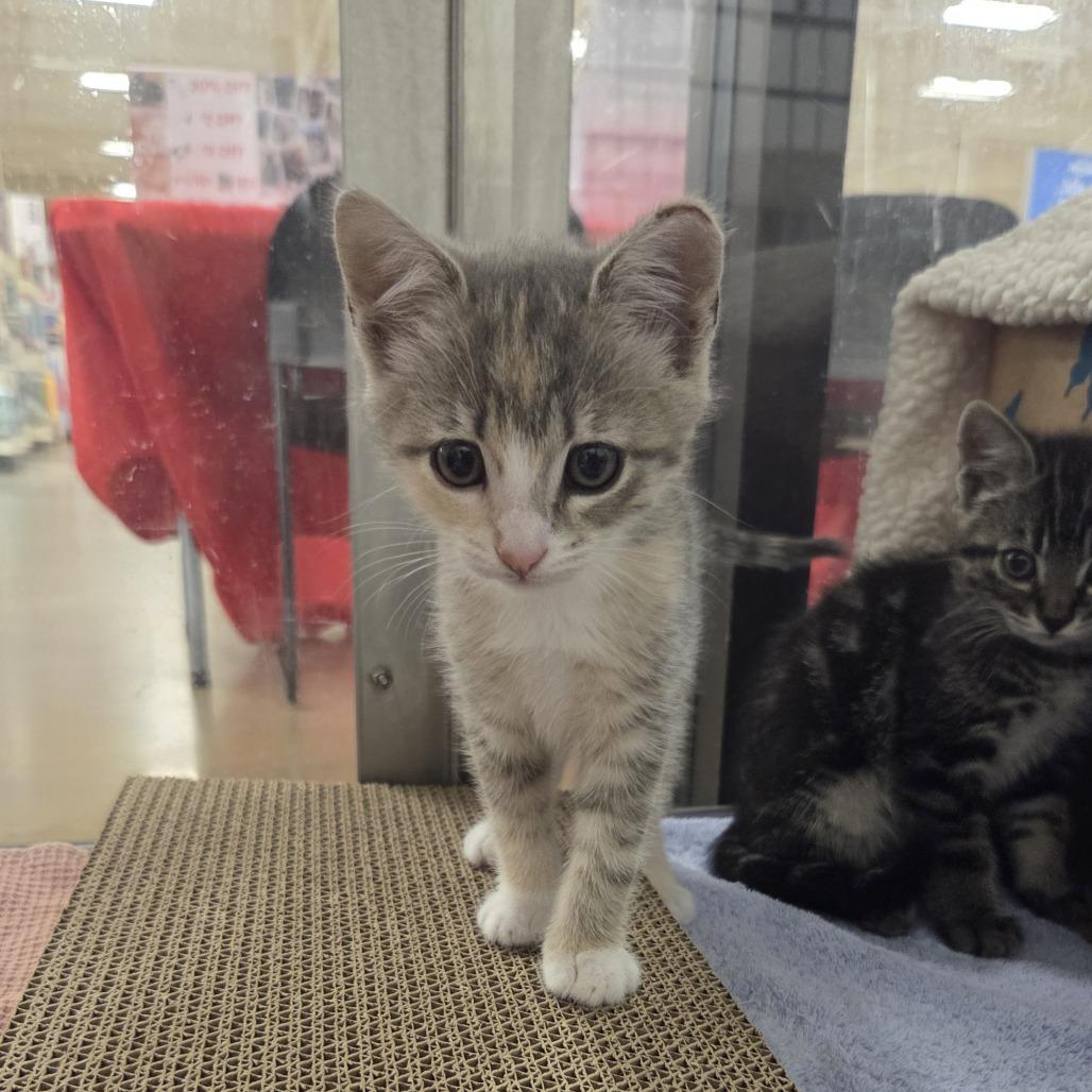 Frost, a Adoptable Domestic Short Hair in Allyn, WA image 2/3