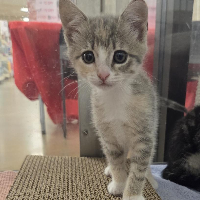 Frost, a Adoptable Domestic Short Hair in Allyn, WA image 3/3