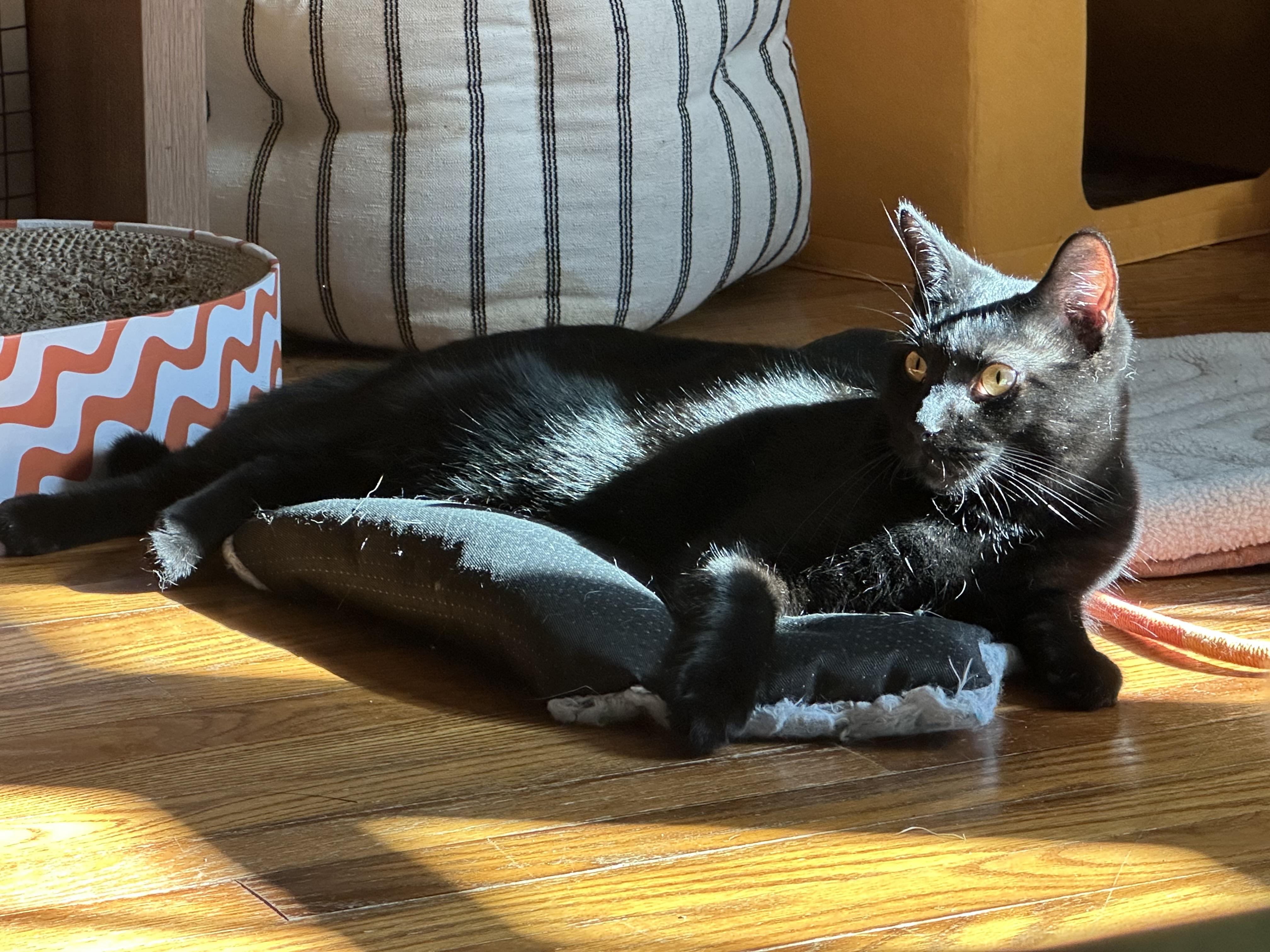 Enlarge Kevin, a Adoptable Domestic Short Hair in Clymer, PA image 1/6