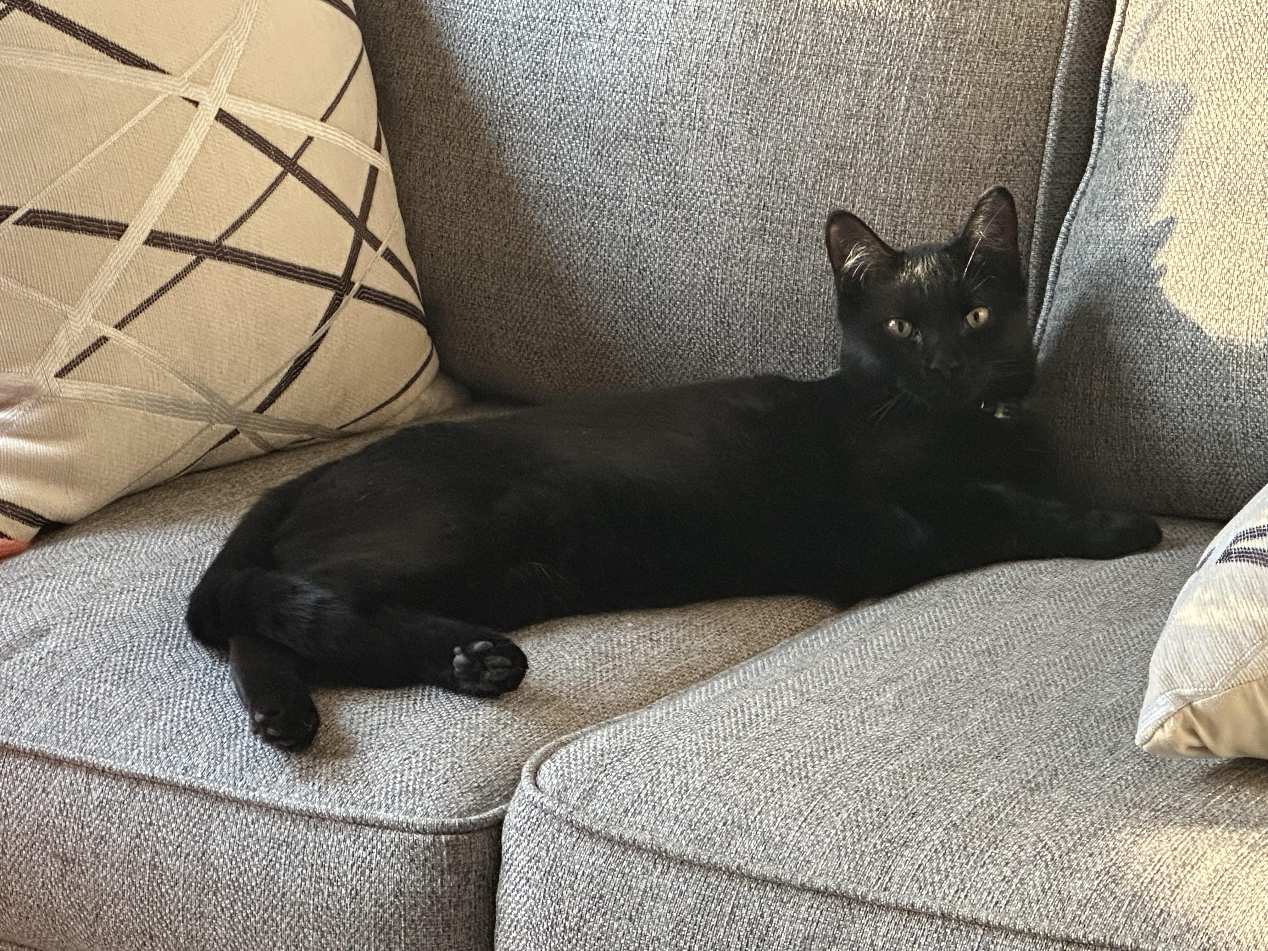 Enlarge Kevin, a Adoptable Domestic Short Hair in Clymer, PA image 4/6