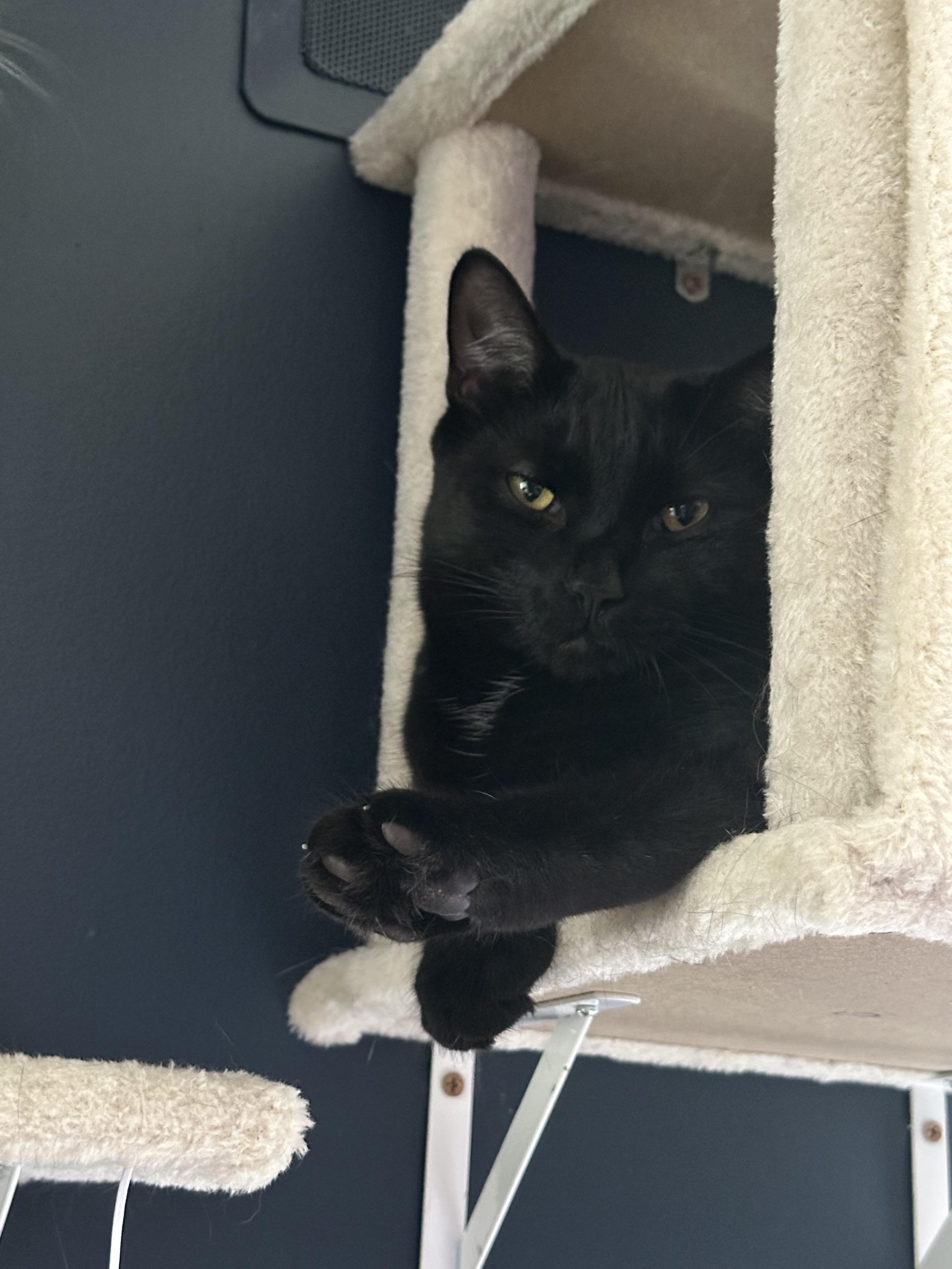 Enlarge Kevin, a Adoptable Domestic Short Hair in Clymer, PA image 6/6