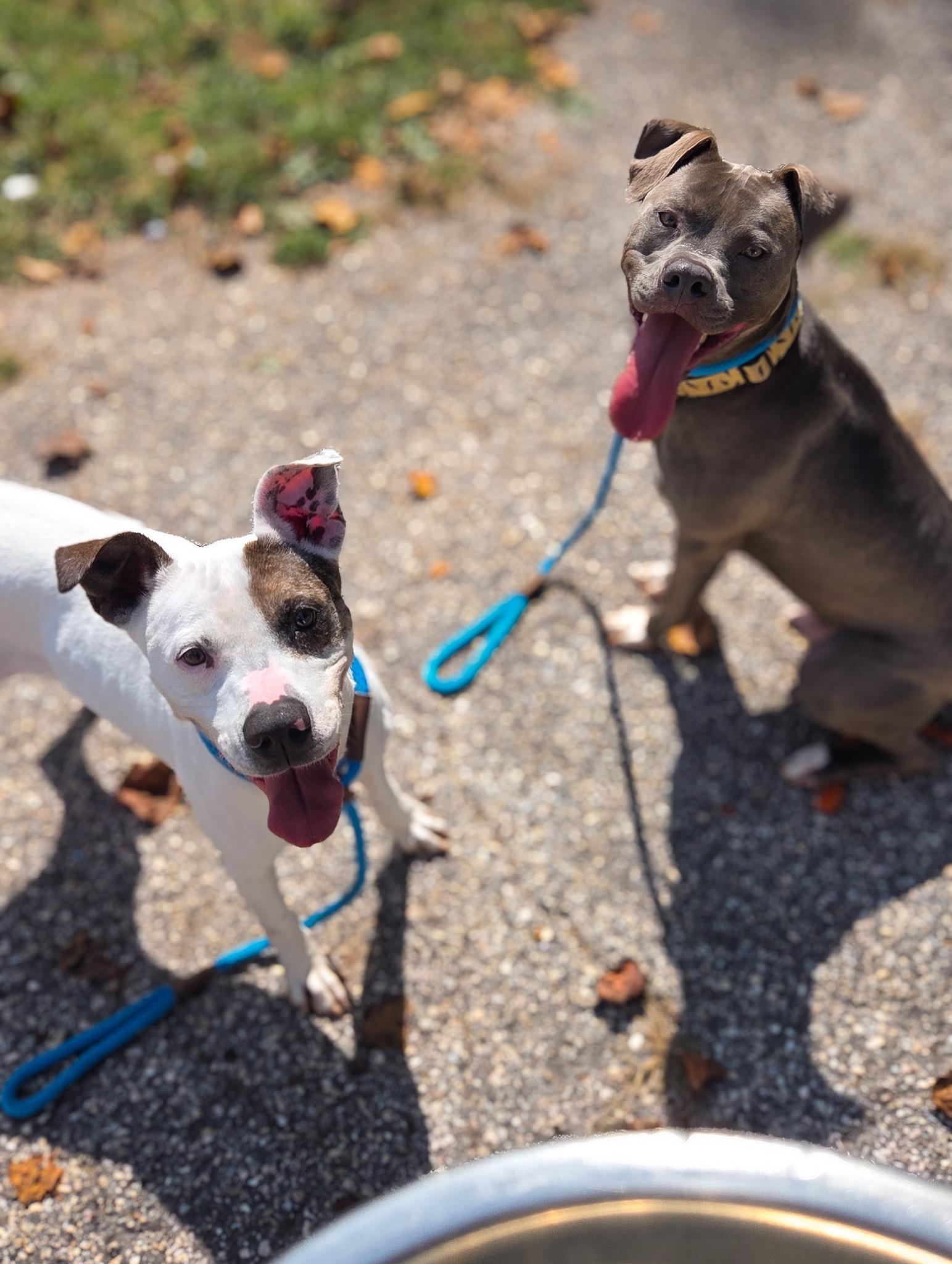 Dasani, a Adoptable mixed breed in Phoenix, MD image 2/4