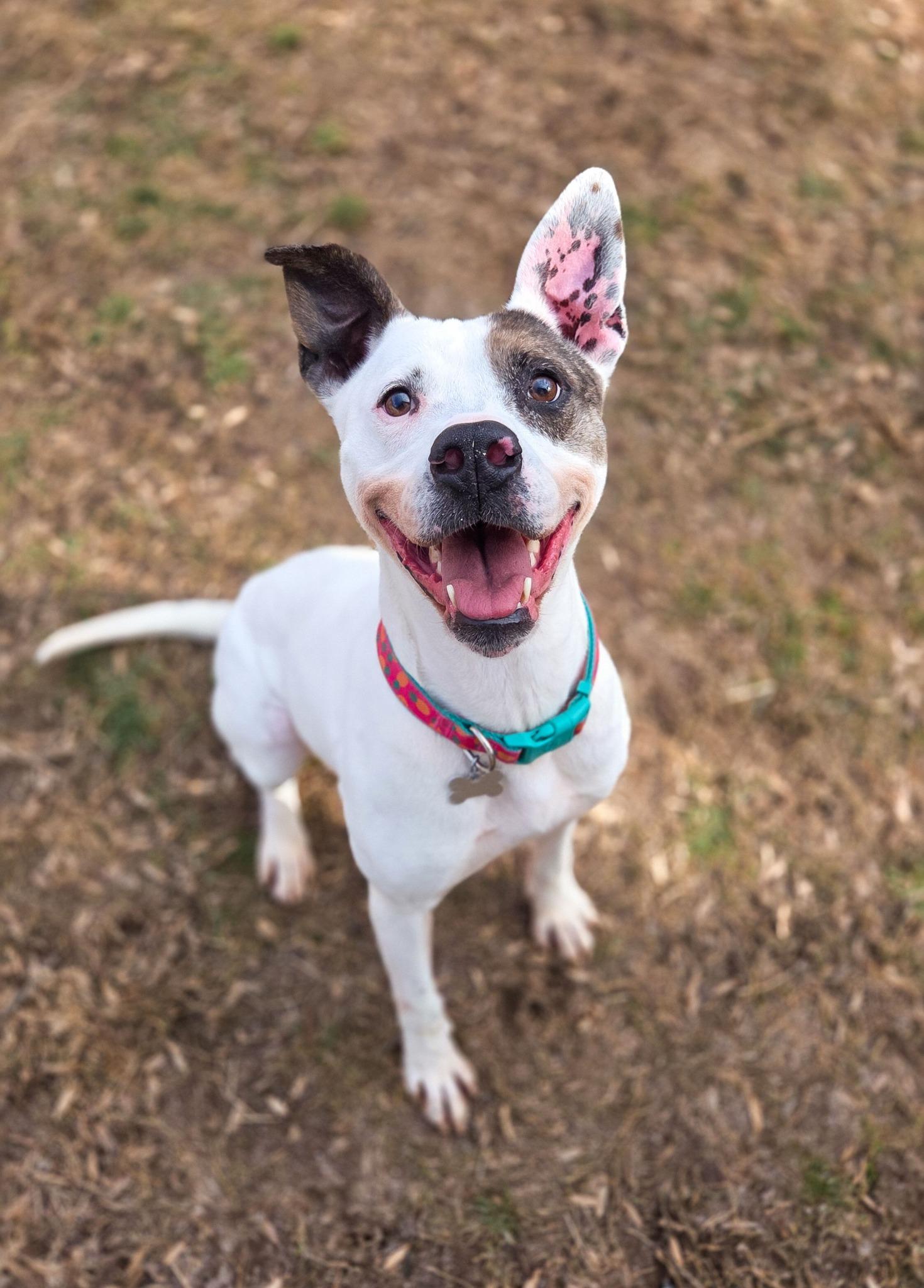 Dasani, a Adoptable mixed breed in Phoenix, MD image 3/4