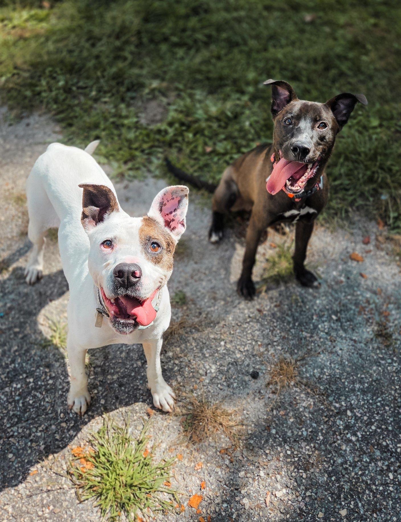 Dasani, a Adoptable mixed breed in Phoenix, MD image 4/4