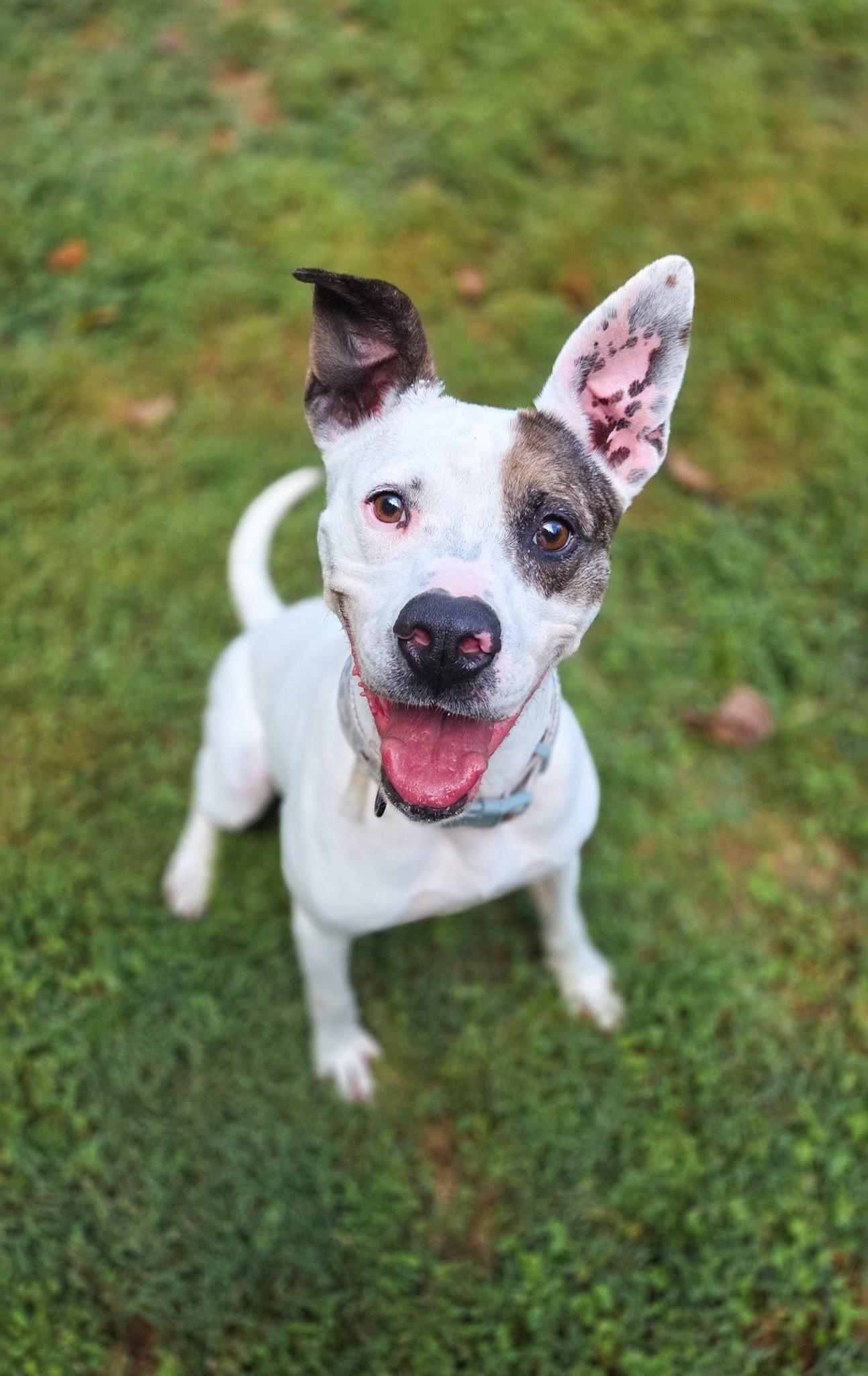 Dasani, a Adoptable mixed breed in Phoenix, MD image 1/4