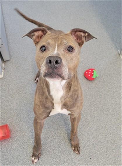Enlarge MICHELLE, a Adoptable Pit Bull Terrier in Toledo, OH image 1/1