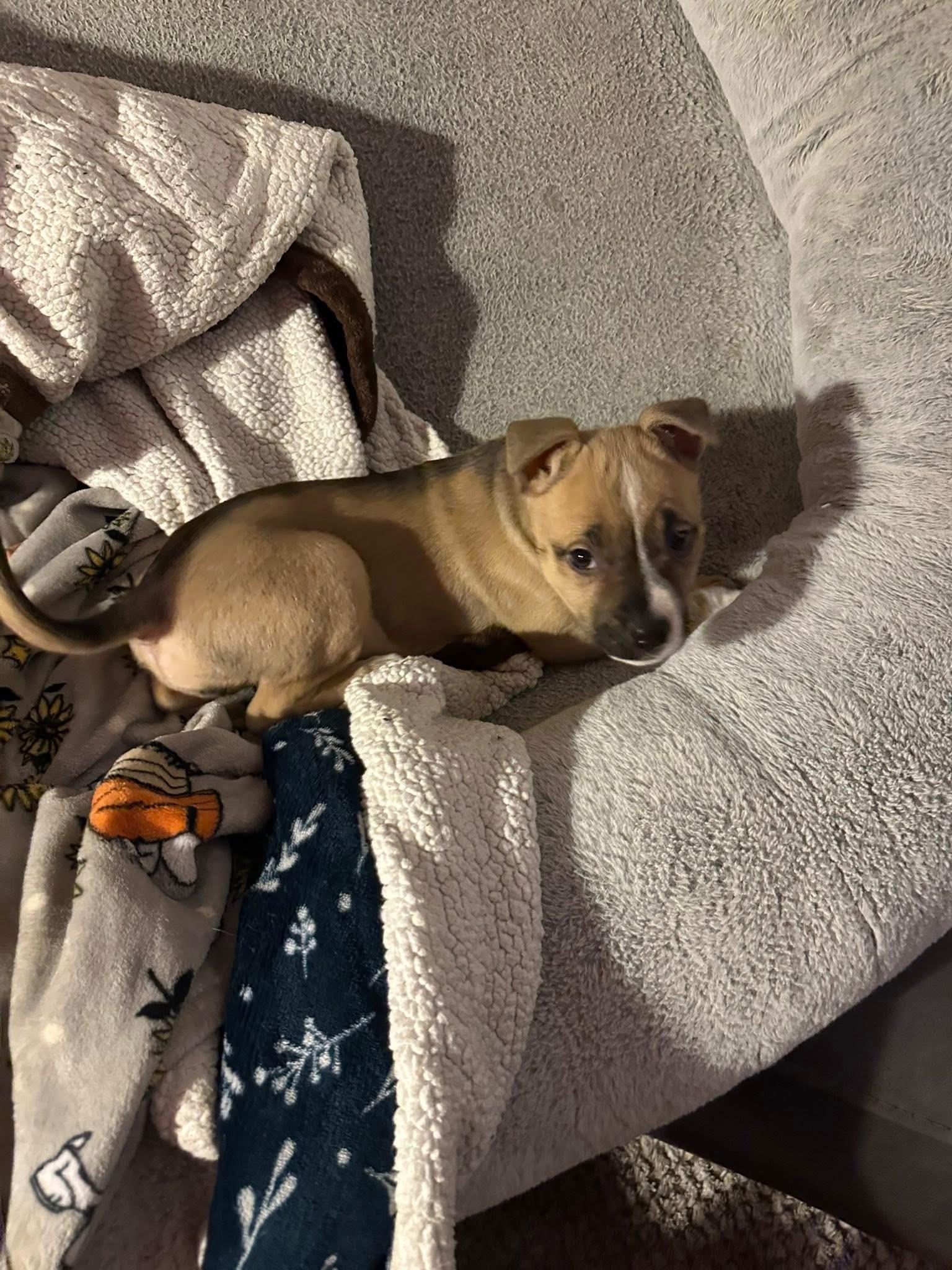 Enlarge Louise, a ADOPTABLE mixed breed in Pleasant Ridge, MI image 3/3