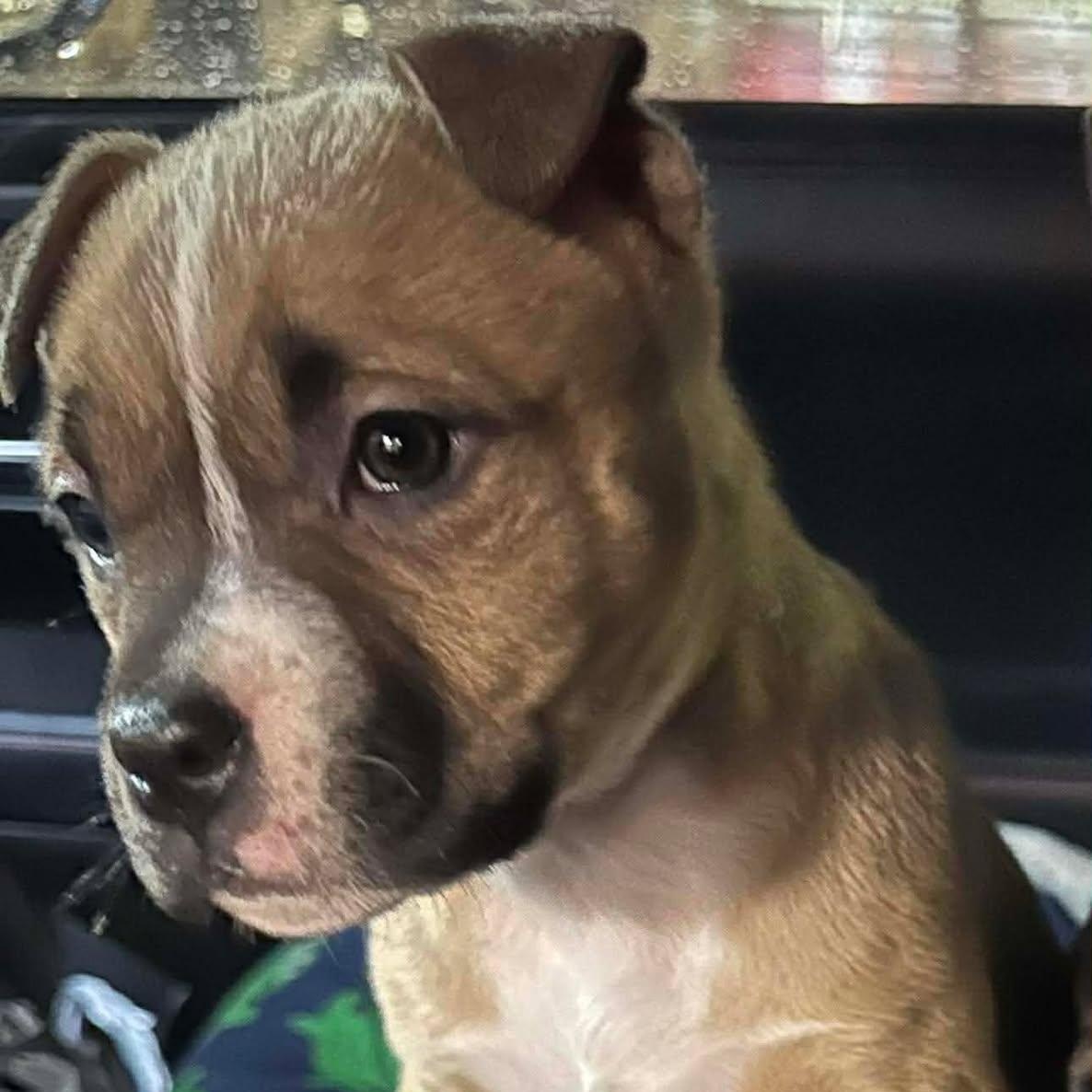 Enlarge Louise, a ADOPTABLE mixed breed in Pleasant Ridge, MI image 1/3