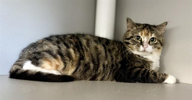 BUTTON, Adoptable, Young Female Domestic Short Hair.