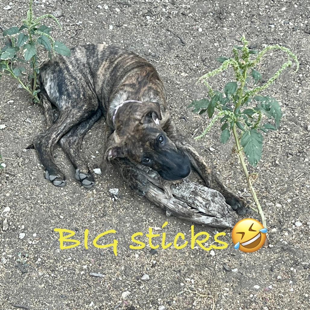 Enlarge Arya, a Adoptable mixed breed in Ennis, TX image 4/6