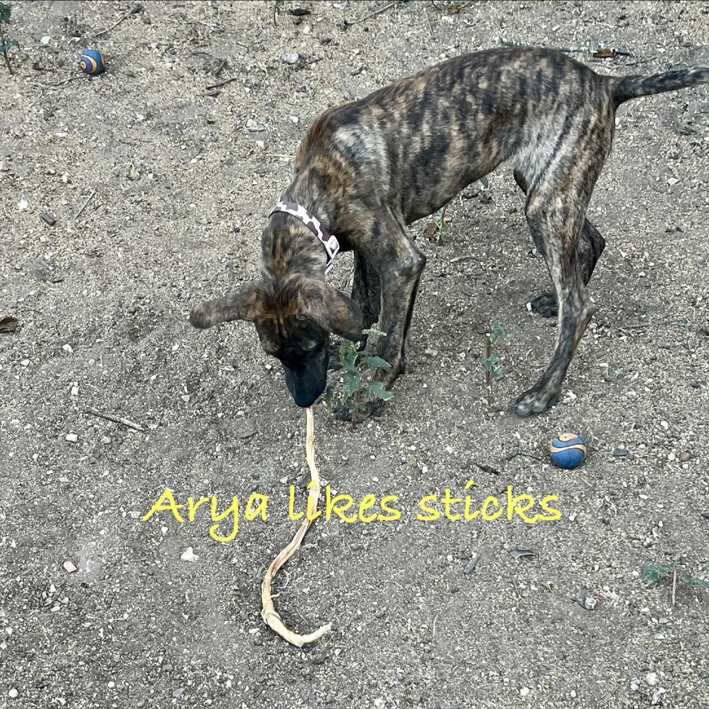 Enlarge Arya, a Adoptable mixed breed in Ennis, TX image 3/6