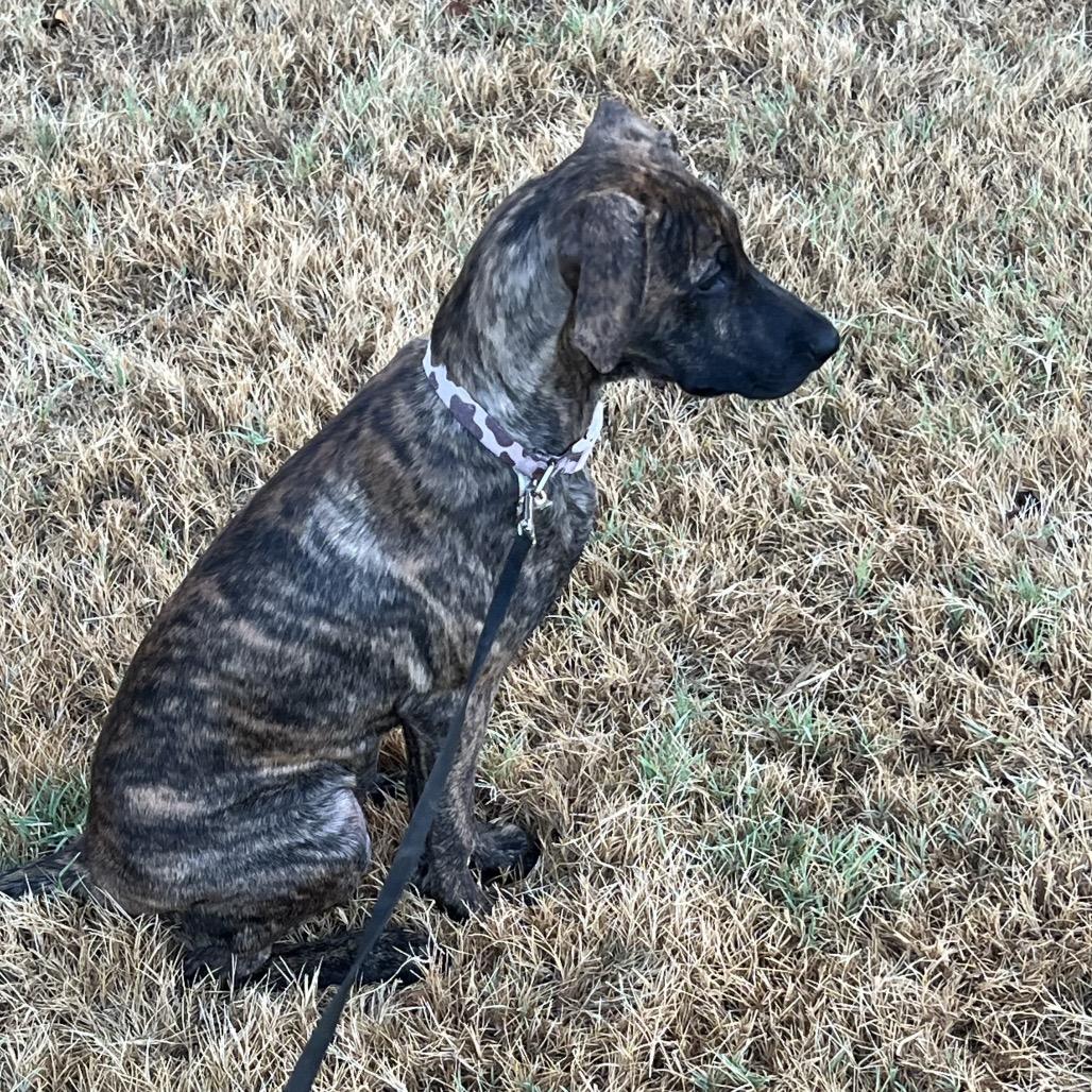Enlarge Arya, a Adoptable mixed breed in Ennis, TX image 2/6
