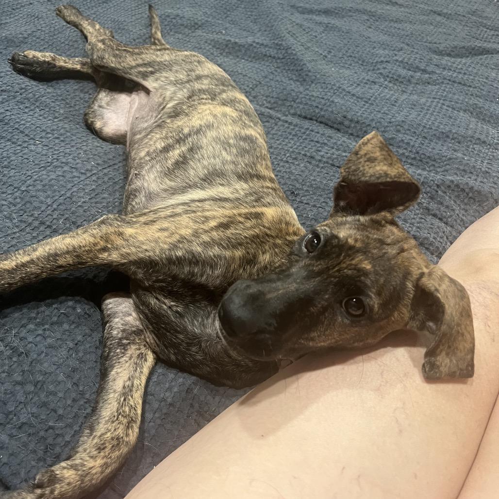 Arya, Adoptable, Puppy Female Plott Hound & Mountain Cur.