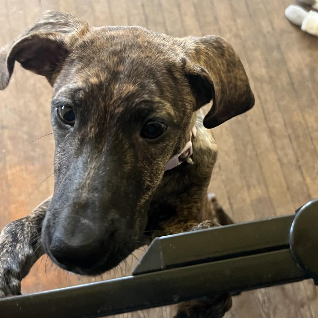 Enlarge Arya, a Adoptable mixed breed in Ennis, TX image 5/6
