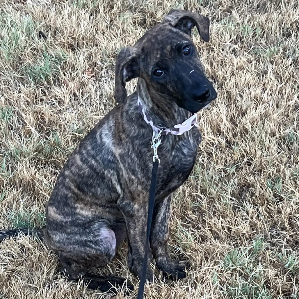 Enlarge Arya, a Adoptable mixed breed in Ennis, TX image 6/6