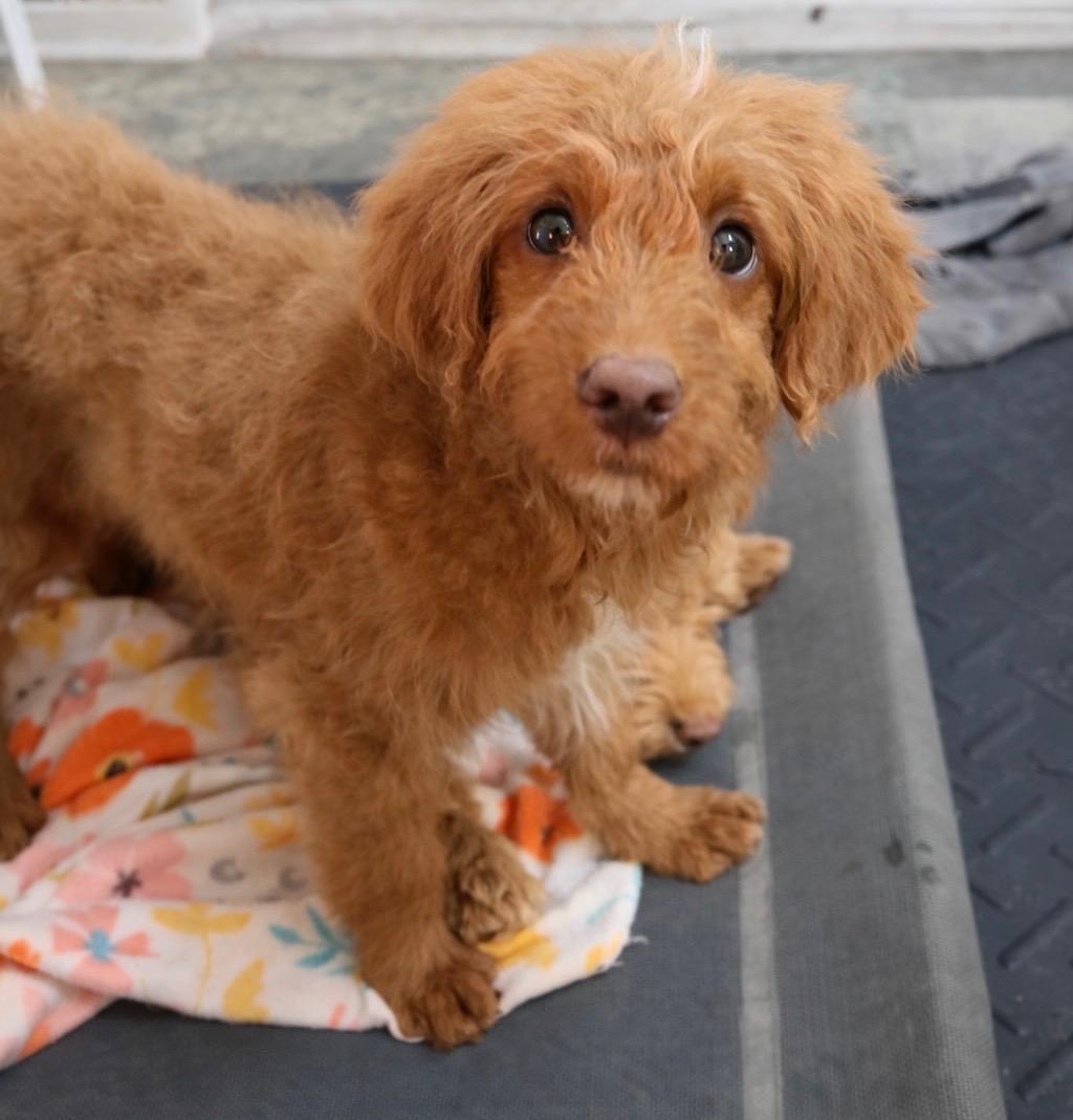 Franklin thumbnail 3