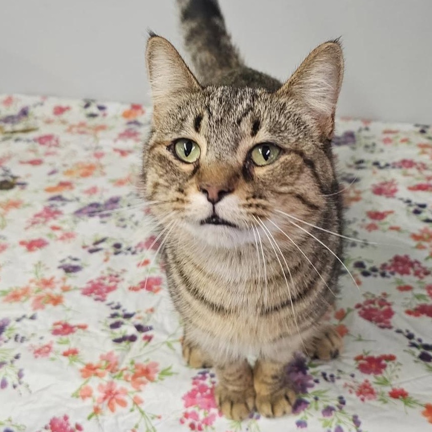 Enlarge Lil Girl, an adopted Domestic Short Hair in Pardeeville, WI image 3/3