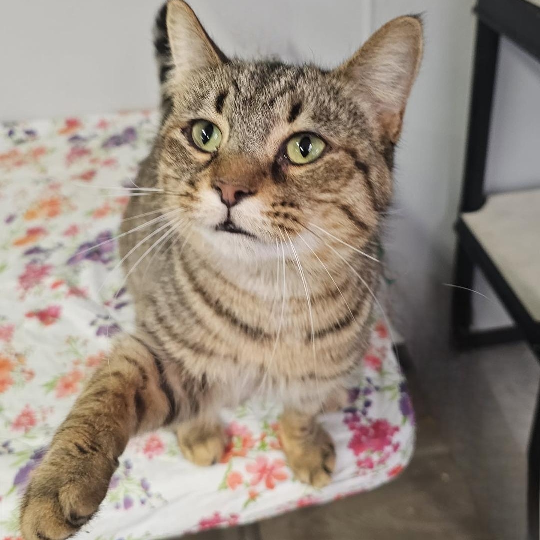 Enlarge Lil Girl, an adopted Domestic Short Hair in Pardeeville, WI image 2/3