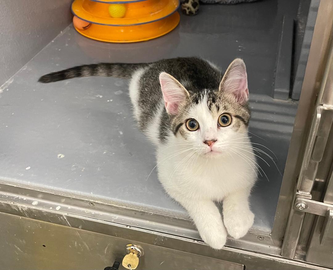 Turnip, ADOPTABLE, Kitten Male Domestic Short Hair.